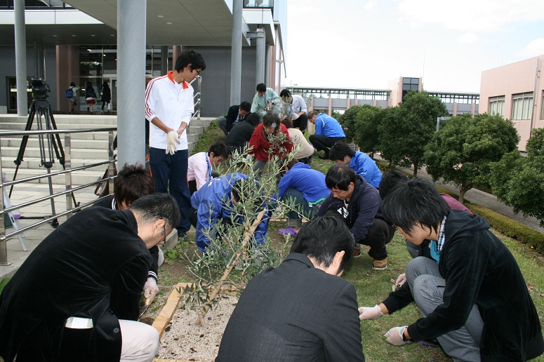 オリーブ周辺の除草