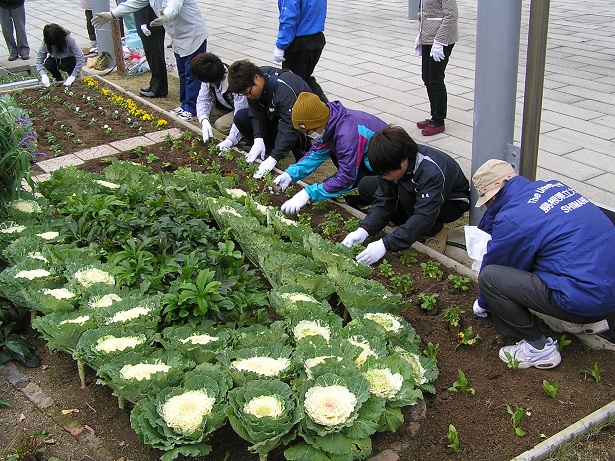 ビオラの植栽