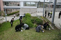 花壇の除草作業