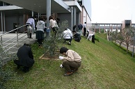 オリーブ回りの除草作業