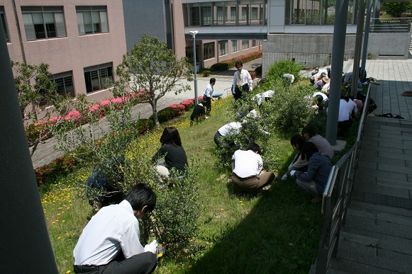 オリーブまわりの草取り