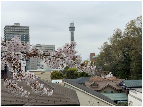 谷戸坂の桜