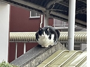 猫のミーちゃん