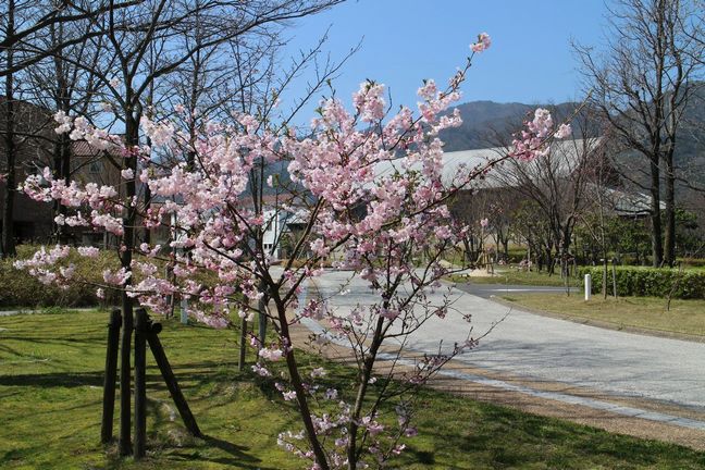 桜その１（2015）