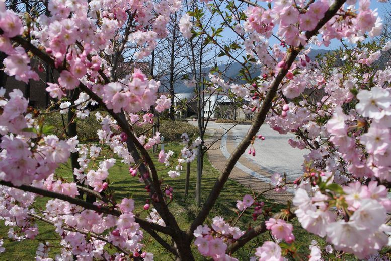 桜その2（2015）