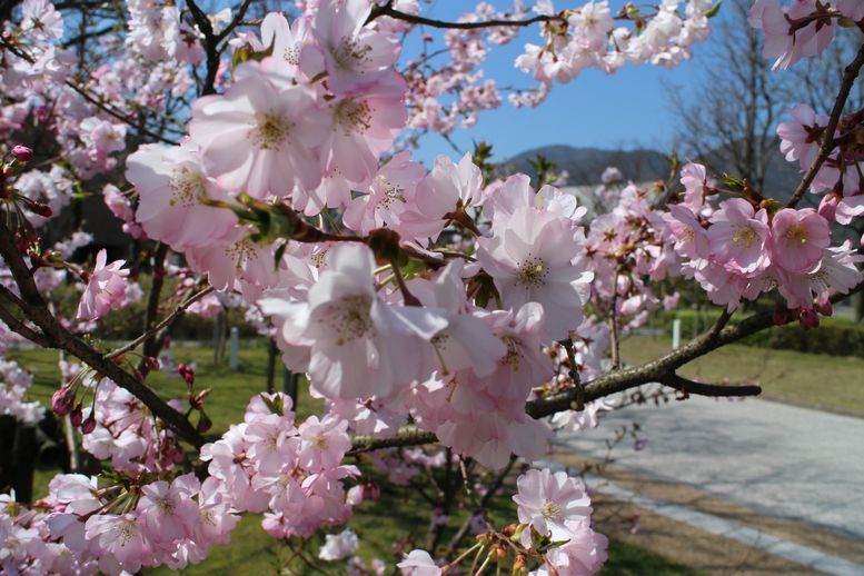 桜その3（2015）