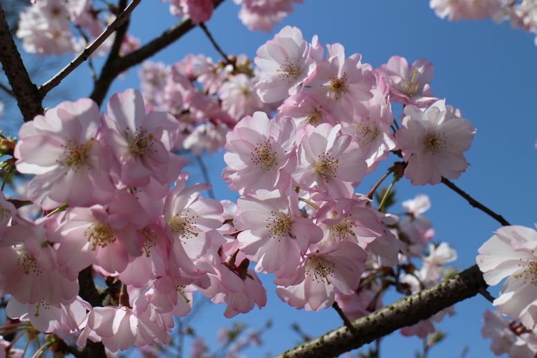 桜その4（2015）