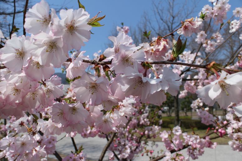 桜その5（2015）